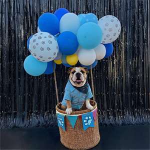 Dog Hot Air Balloon Basket Birthday Theme