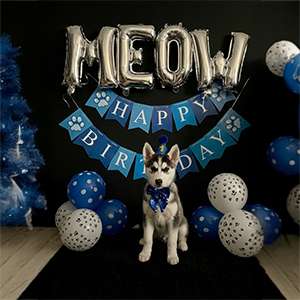 Meow Happy Birthday Husky Theme